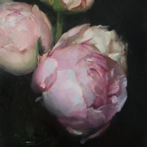 Blooming Peonies