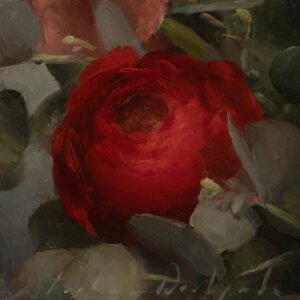 Red Ranunculus